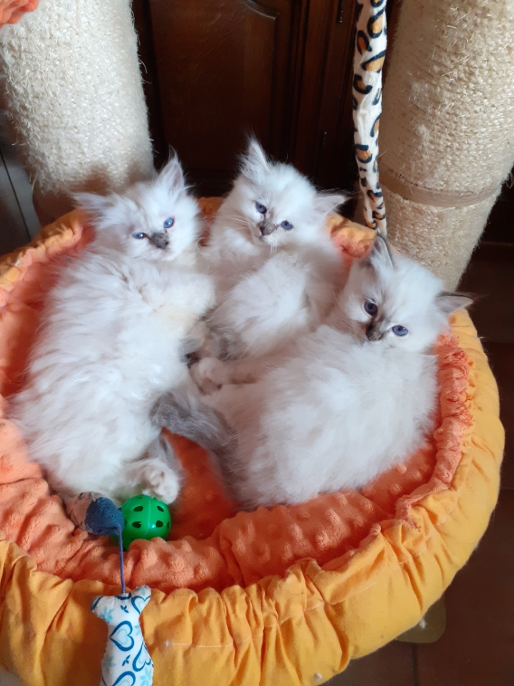 chatons de romarine dans le panier-18.05.2026
